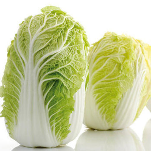 图片 新鲜大白菜 一大颗 ca.1kg (整颗稍有偏差+/-100g)