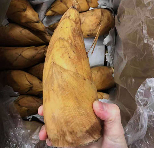 图片 新鲜冬笋  ca. 290g-340g  