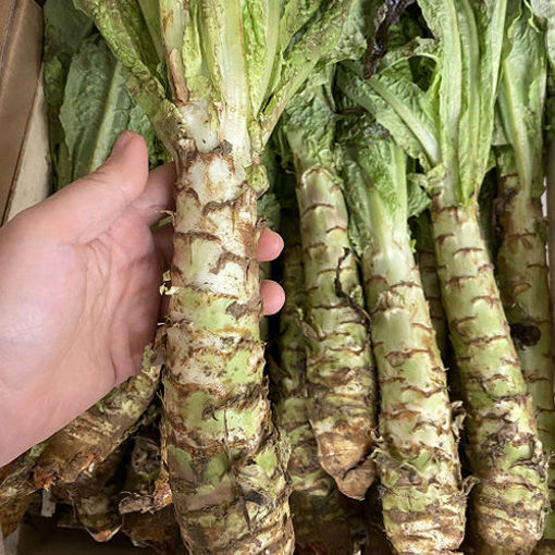 图片 莴笋 1颗 小号 ca.300g+/- 整根重量有偏差