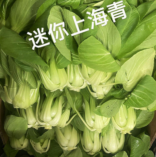 Bild von Mini Shanghai Pak Choi ca.400g