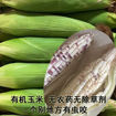 图片 有机彩色糯玉米 1颗 250/400g(无农药无除草剂 个别地方有虫咬属正常)