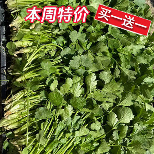 图片 买一送一! 香菜 1捆 60/70g+ 