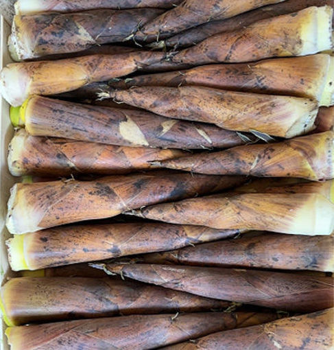 图片 新鲜本地春笋 雷笋  ca.300g+