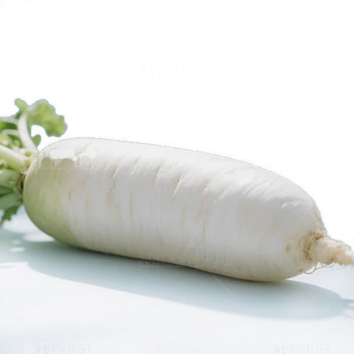 图片 中国进口 白萝卜 ca.500/600g