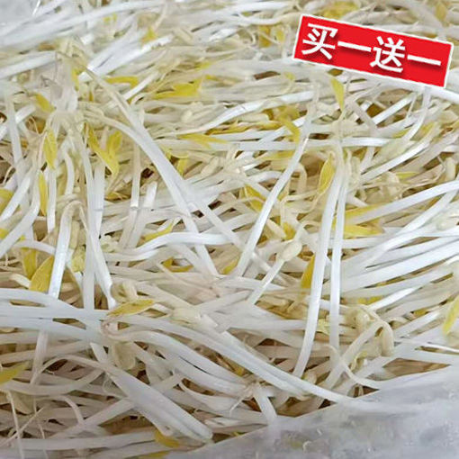 图片 买一送一! 新鲜绿豆芽一大包 300g